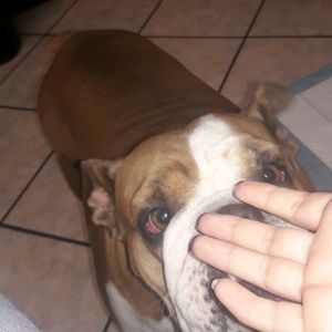 Meet your Posher, Bella